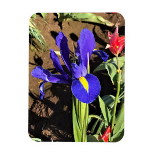 Íman Iris em um campo de Tulip, Woodburn, Oregon