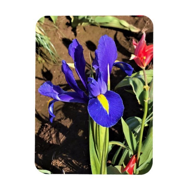 Íman Iris em um campo de Tulip, Woodburn, Oregon (Vertical)