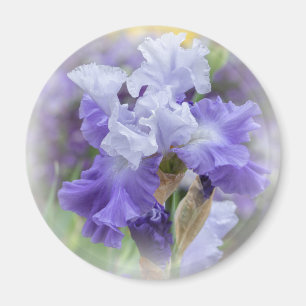 Íman Íris farpada régia - roxo & branco