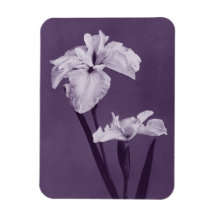 Iris Fine Art