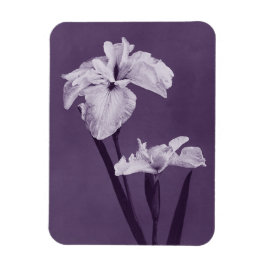 Íman Iris Fine Art