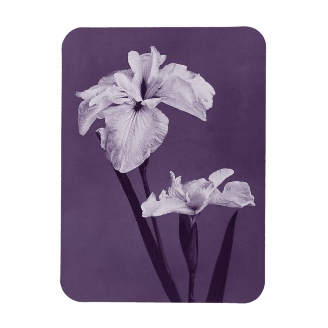 Íman Iris Fine Art (Vertical)