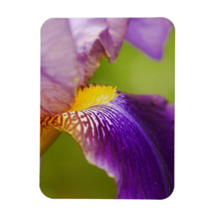 Íman Íris Flor Magnet