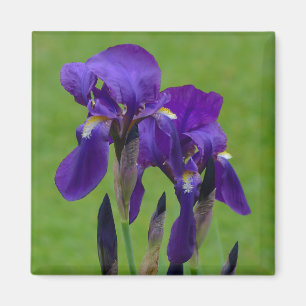 Íman Íris-Flor Roxo