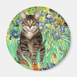 Íman Íris - gato tigrado 30