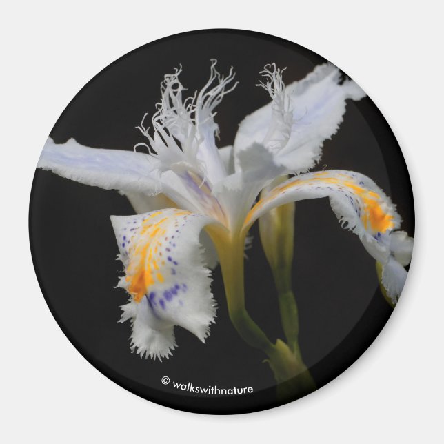 Íman Iris Japonica em Destaque (Frente)