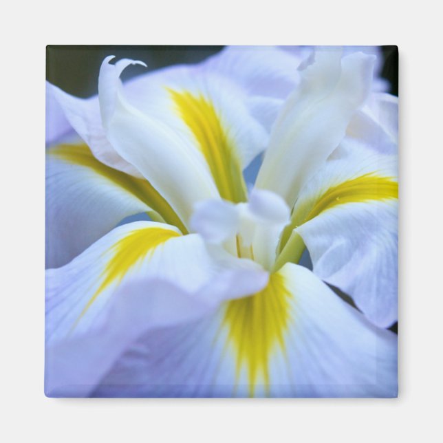 Íman Iris Magnet (Frente)