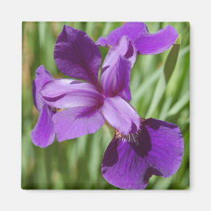 Íman Iris Magnet