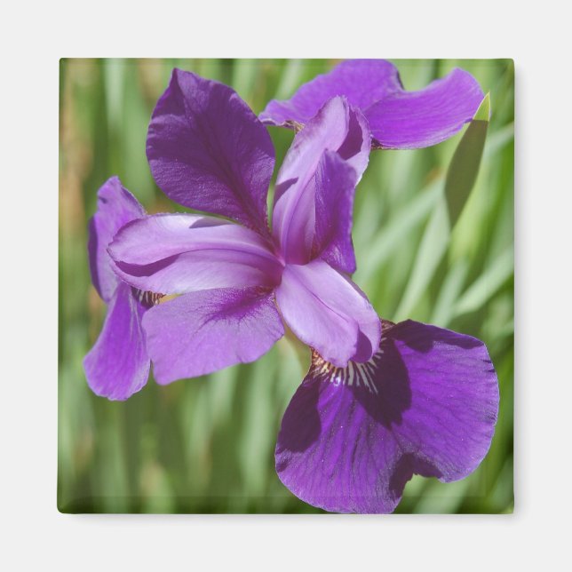 Íman Iris Magnet (Frente)