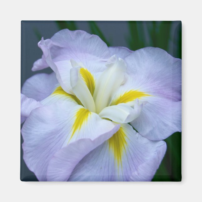 Íman Iris Magnet (Frente)