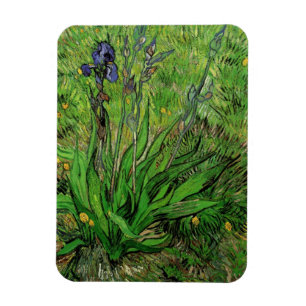 Íman Íris por Vincent van Gogh, Flores de Jardim Vinta