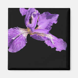 Íman Iris Purple