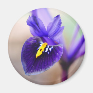 Íman Íris Reticulata Flor Magnet