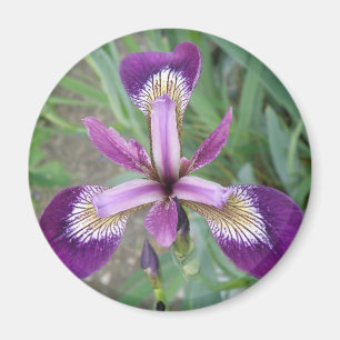 Íman Íris Roxo