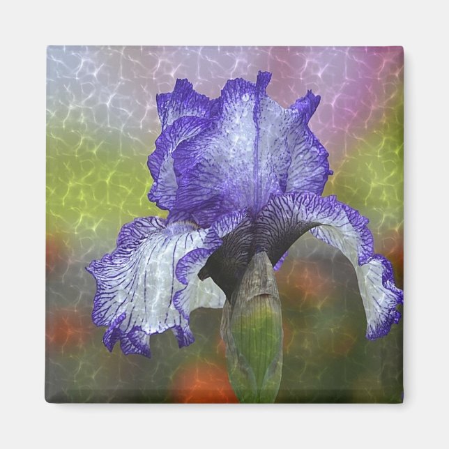 Íman Íris Roxo bonito (Frente)