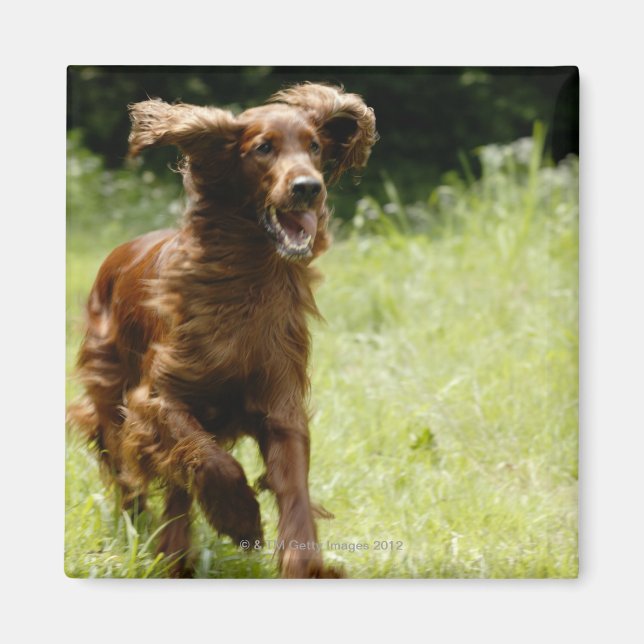 Íman Irish Setter (Frente)