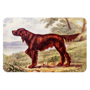 Íman Irish Setter 1900 Ilustração do Cão desportivo