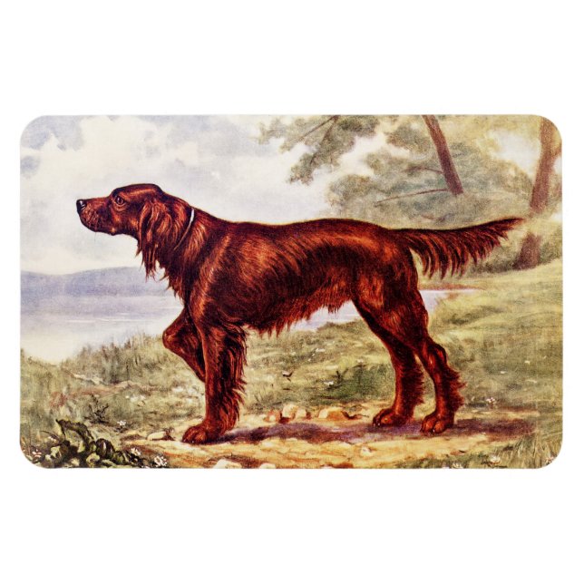 Íman Irish Setter 1900 Ilustração do Cão desportivo (Horizontal)