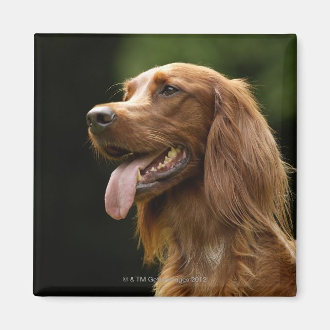 Íman Irish Setter 2 (Frente)