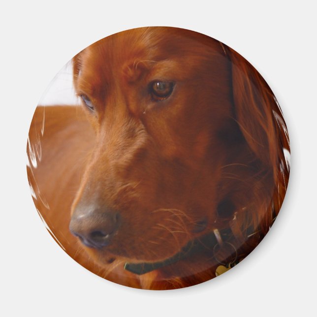 Íman Irish Setter Magnet (Frente)