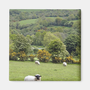 Íman Irlanda Ocidental, Península de Dingle, Larga