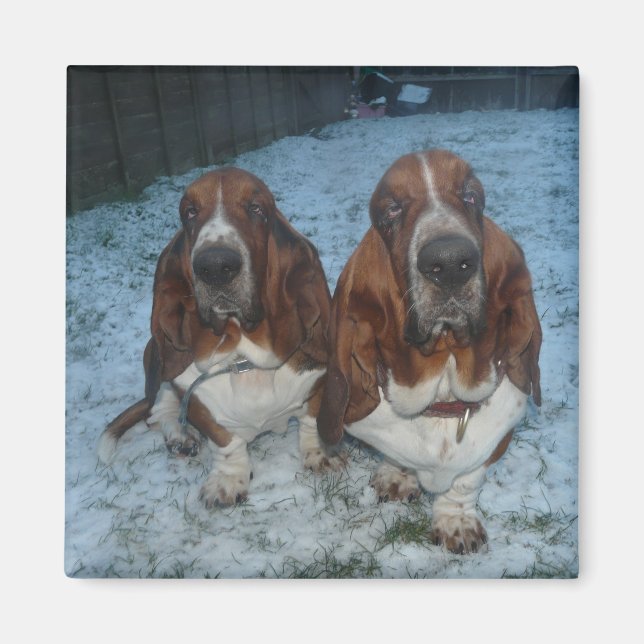 Íman Irmãos Basset Hound de Ímã (Frente)