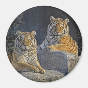Íman Irmãs do tigre