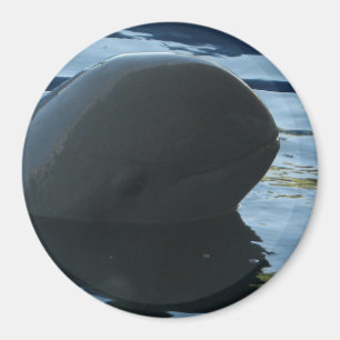 Íman Irrawaddy Dolphin Peek-A-Boo