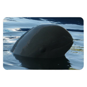 Íman Irrawaddy Dolphin Peek-A-Boo