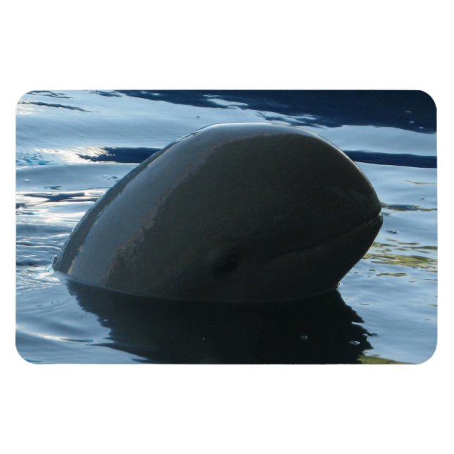 Íman Irrawaddy Dolphin Peek-A-Boo (Horizontal)