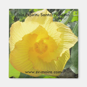 Íman Isla Espiritu Santo, las Perlas de Islas, Panamá