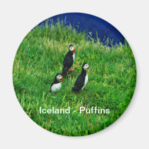 Íman Islândia - Puffins