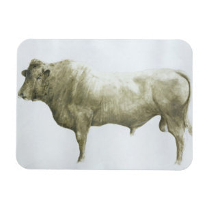 Íman Islay Bull 2004