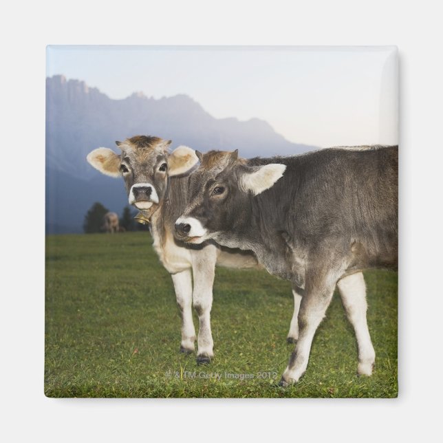 Íman Itália, Alto Adige (Frente)