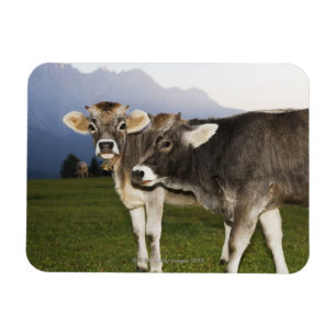 Íman Italia, alto Adige