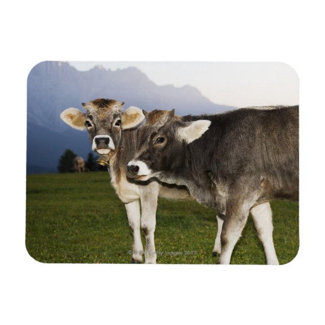 Íman Itália, Alto Adige (Horizontal)