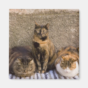Íman Itália, Cinque Terre, Vernazza. Três gatos