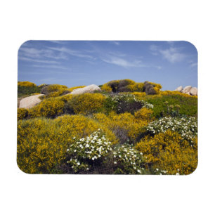 Íman Itália, Sardenha, Santa Teresa Gallura. Capo 3