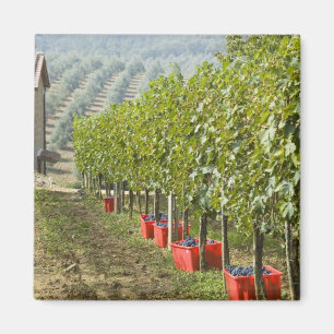 Íman Itália, Toscana, Montalcino. Caixas de colheita