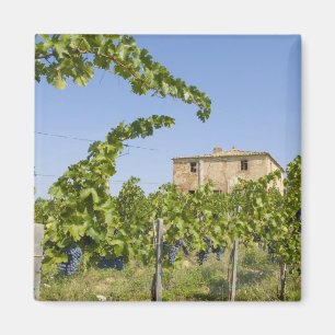 Íman Itália, Toscana, Montepulciano. Uvas de vinho pro