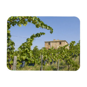 Íman Itália, Toscana, Montepulciano. Uvas prontas