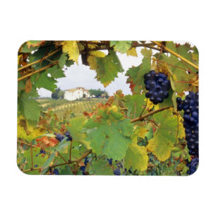 Íman Itália, Toscânia Farmhouse foi vista através de