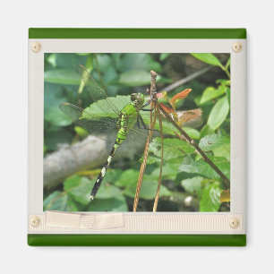 Íman Itens Coordenados do Dragonfly de Pondhawk Orienta