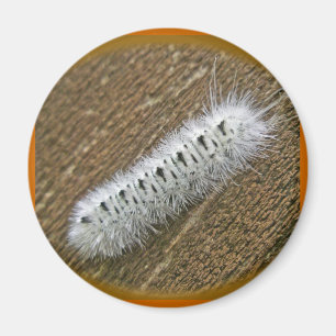 Íman Itens da Matriz (Lophocampa caryae)