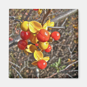 Íman Itens de Berries de Vine Bitterdoce
