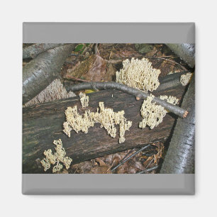 Íman Itens de Coordenação de Cogumelo Coral