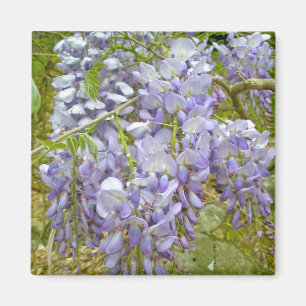 Íman Itens de Coordenação de Wisteria Roxa