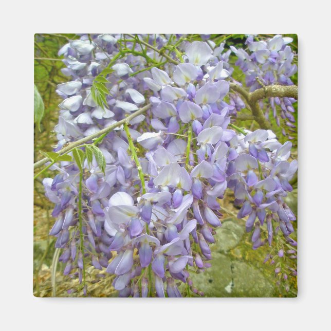 Íman Itens de Coordenação de Wisteria Roxa (Frente)