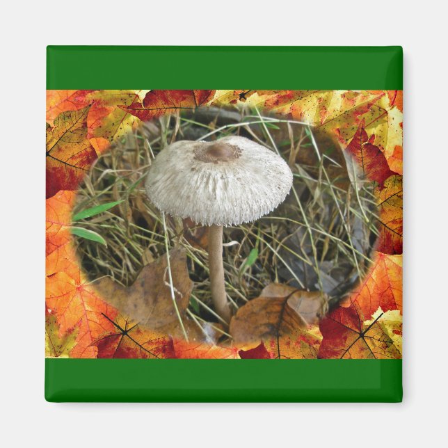Íman Itens de Coordenação do Cogumelo de Parasol Branco (Frente)