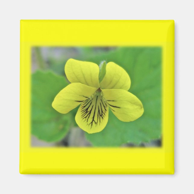 Íman Itens de Coordenada de Violeta Amarelo Selvagem (Frente)